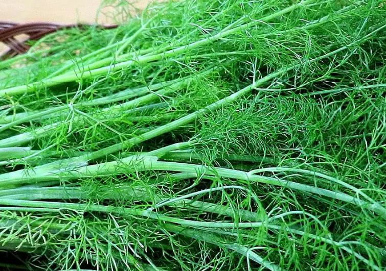 餃子機為什么做不了茴香餡的餃子？